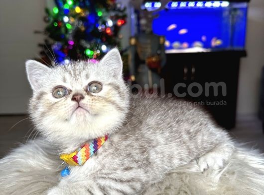 British Shorthair Silver Yavrular