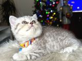 British Shorthair Silver Yavrular