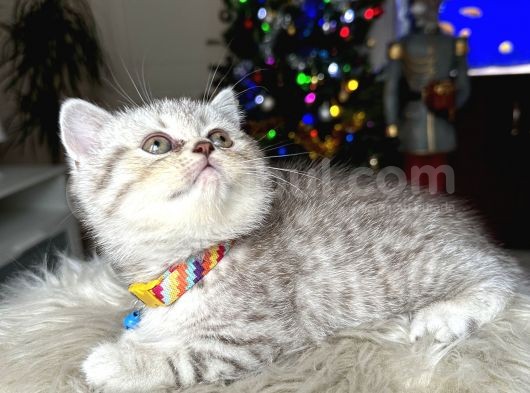 British Shorthair Silver Yavrular görsel
