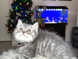 British Shorthair Silver Yavrular