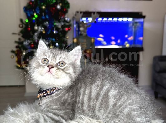 British Shorthair Silver Yavrular görsel