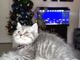 British Shorthair Silver Yavrular