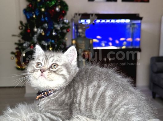 British Shorthair Silver Yavrular görsel