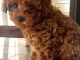 Toy Poodle Güzellikleri