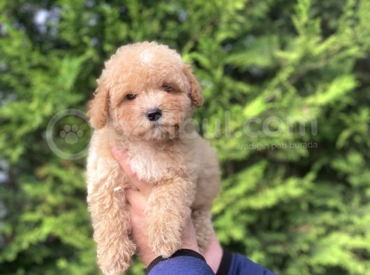 Sevi̇mli̇ Toy Poodle Bebekler Aşili görsel