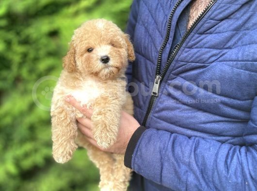 Sevi̇mli̇ Toy Poodle Bebekler Aşili görsel