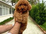 4 Aylik Di̇şi̇ Poodle Bebeği̇mi̇z Aşili