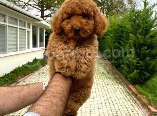 4 Aylik Di̇şi̇ Poodle Bebeği̇mi̇z Aşili görsel