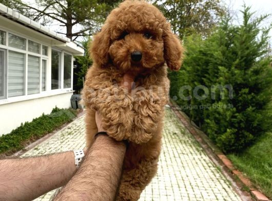 4 Aylik Di̇şi̇ Poodle Bebeği̇mi̇z Aşili