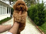 4 Aylik Di̇şi̇ Poodle Bebeği̇mi̇z Aşili