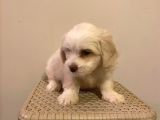 Mini Boy Maltese Terrier