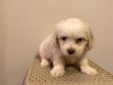 Mini Boy Maltese Terrier