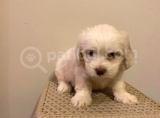 Mini Boy Maltese Terrier görsel