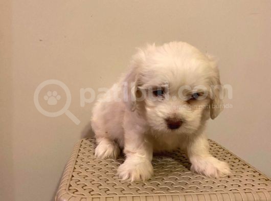 Mini Boy Maltese Terrier görsel