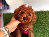 F1 Teacup Toy Poodle Yavrular