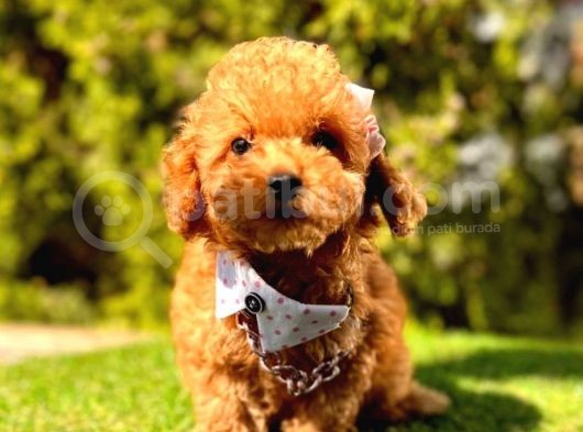 F1 Teacup Toy Poodle Yavrular görsel