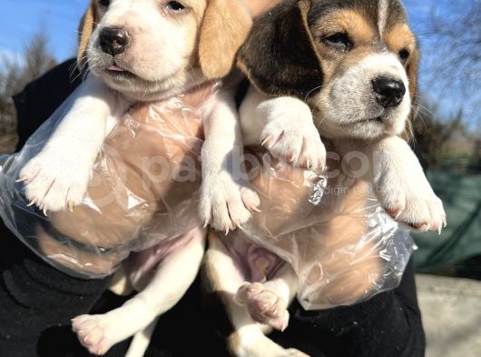 Elizabeth Beagle Yavrularımız görsel