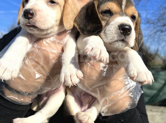 Elizabeth Beagle Yavrularımız görsel