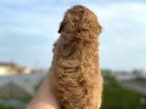 2 Aylik Malti̇poo