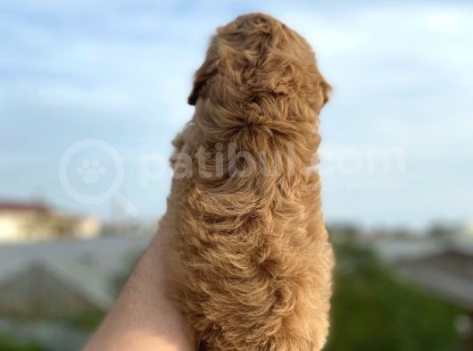 2 Aylik Malti̇poo görsel