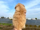 2 Aylik Malti̇poo