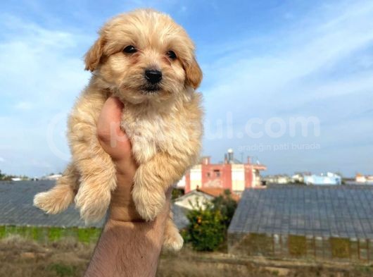 2 Aylik Malti̇poo görsel