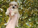 2 AYLIK MALTİPOO