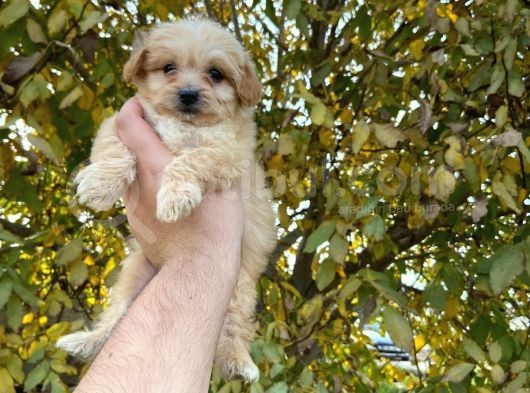 2 Aylik Malti̇poo