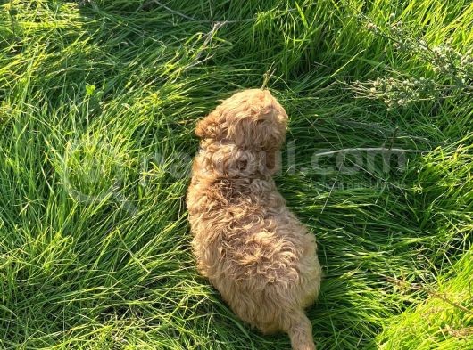 2 Aylik Toy Poodle görsel