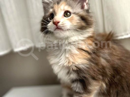 Safkan Full Şecere Dişi Maine Coone Yavru 3 Aylık-Blue Torti görsel