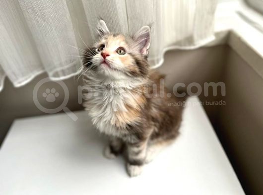 Safkan Full Şecere Dişi Maine Coone Yavru 3 Aylık-Blue Torti görsel