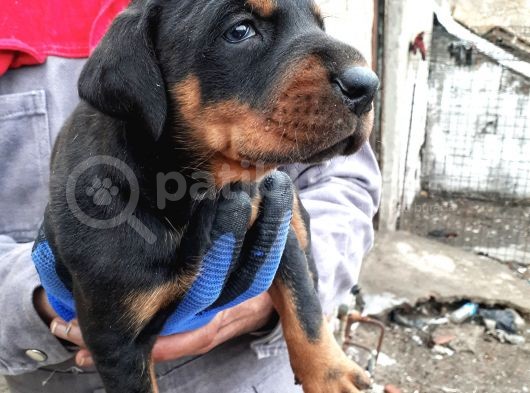 Safkan Doberman Yavrular görsel
