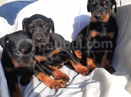 Safkan Doberman Yavrular görsel