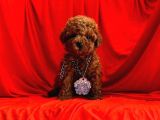 ÇOK ÖZEL RED BROWN TOY POODLE YAVRULARIMIZ