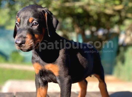 Doberman Yavruları görsel