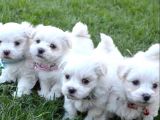 A Kalite Maltese Terrier Yavrularımız