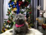 British Longhair Blue Dişi Yavru