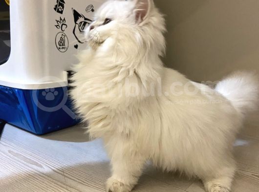 Safkan Dişi British Longhair görsel