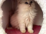 Safkan Dişi British Longhair
