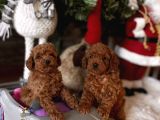 Red Brown Toy Poodle Yavrular