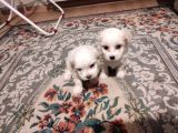 Teacup Maltese Terrier Bebekler