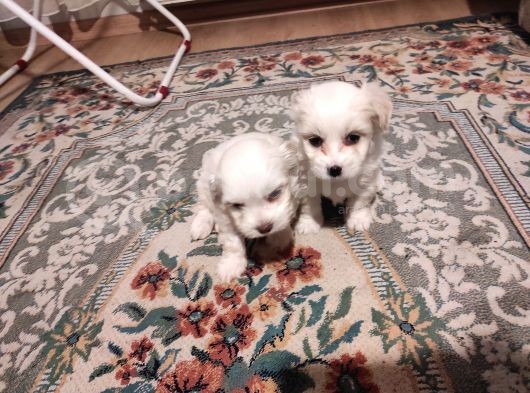 Teacup Maltese Terrier Bebekler görsel