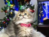 Muhteşem kalitede British Longhair Black Golden