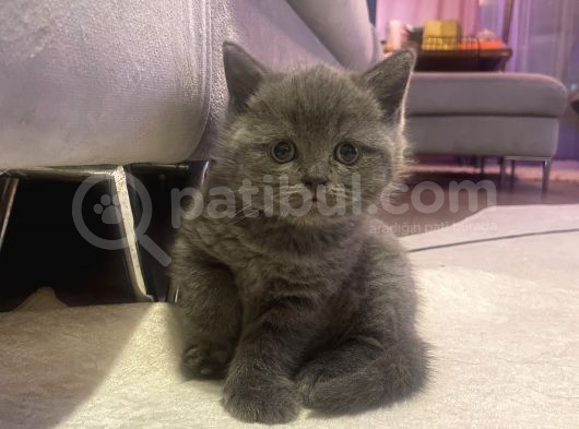 2 Aylık Safkan Bri̇ti̇sh Shorthai̇r görsel