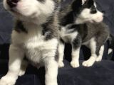 Orjinal A Kalite Husky Sibirya Kurdu