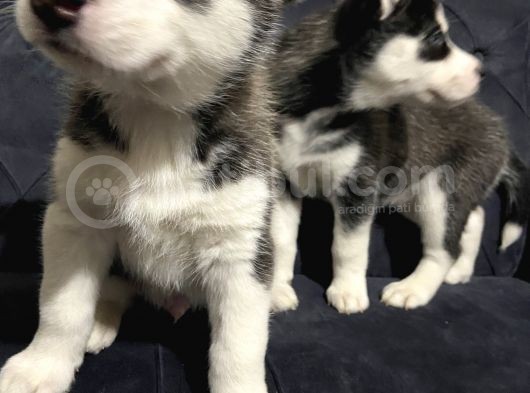 Orjinal A Kalite Husky Sibirya Kurdu görsel