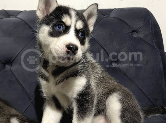 Orjinal A Kalite Husky Sibirya Kurdu