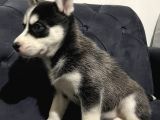Orjinal A Kalite Husky Sibirya Kurdu