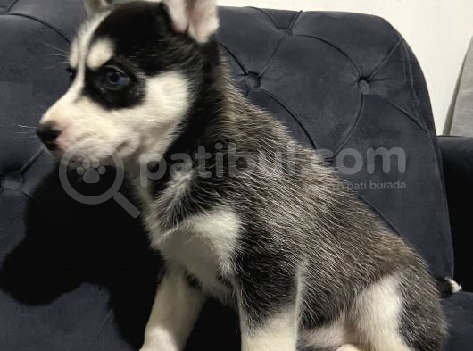 Orjinal A Kalite Husky Sibirya Kurdu görsel