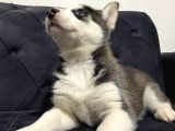 Orjinal A Kalite Husky Sibirya Kurdu